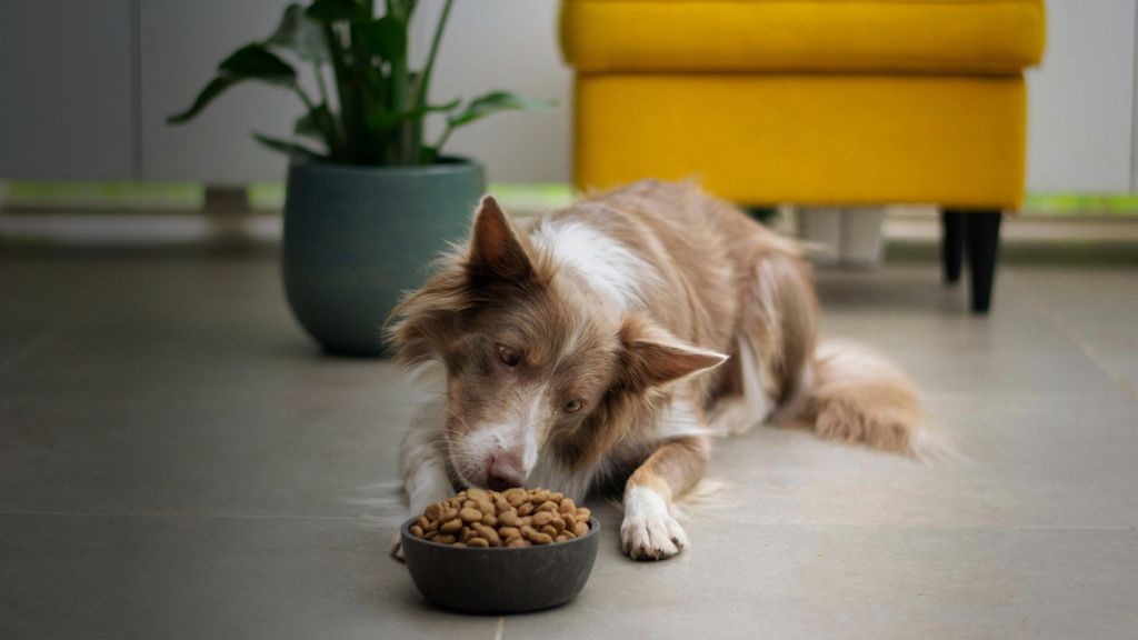 Brown medium sized dog eating a bowl of kibble